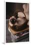 Siamese Cat Sitting in Basket on Coffee Table-DLILLC-Framed Premium Photographic Print