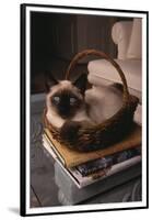 Siamese Cat Sitting in Basket on Coffee Table-DLILLC-Framed Premium Photographic Print