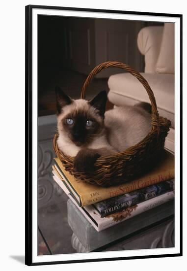 Siamese Cat Sitting in Basket on Coffee Table-DLILLC-Framed Premium Photographic Print