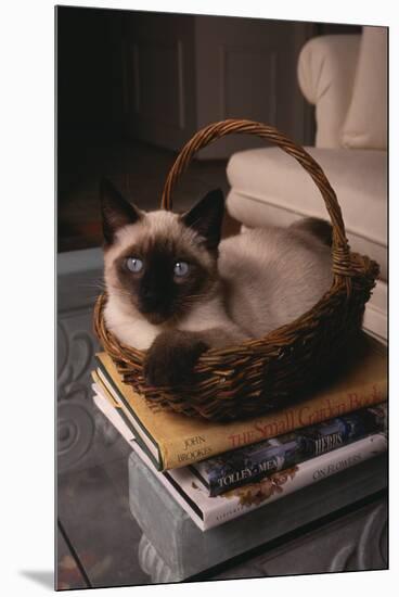 Siamese Cat Sitting in Basket on Coffee Table-DLILLC-Mounted Premium Photographic Print