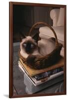 Siamese Cat Sitting in Basket on Coffee Table-DLILLC-Framed Photographic Print