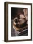 Siamese Cat Sitting in Basket on Coffee Table-DLILLC-Framed Photographic Print