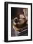 Siamese Cat Sitting in Basket on Coffee Table-DLILLC-Framed Photographic Print