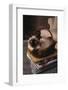 Siamese Cat Sitting in Basket on Coffee Table-DLILLC-Framed Photographic Print