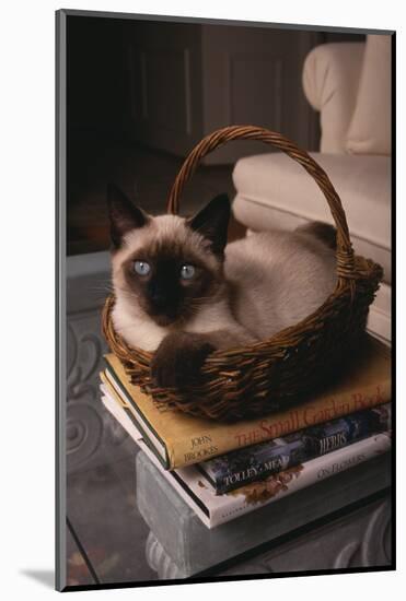 Siamese Cat Sitting in Basket on Coffee Table-DLILLC-Mounted Photographic Print