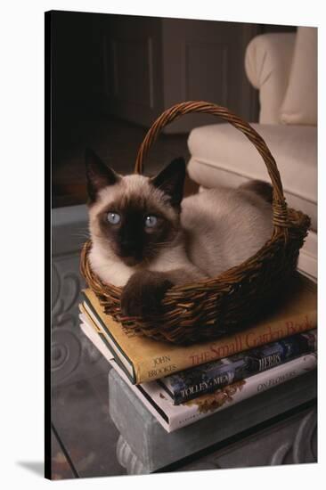 Siamese Cat Sitting in Basket on Coffee Table-DLILLC-Stretched Canvas