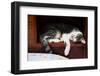 Siamese Cat Sleeping-nalinratphi-Framed Photographic Print