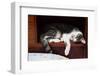 Siamese Cat Sleeping-nalinratphi-Framed Photographic Print