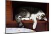 Siamese Cat Sleeping-nalinratphi-Mounted Photographic Print