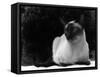 Siamese Cat-null-Framed Stretched Canvas