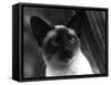 Siamese Cat-null-Framed Stretched Canvas
