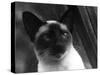 Siamese Cat-null-Stretched Canvas