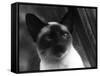 Siamese Cat-null-Framed Stretched Canvas