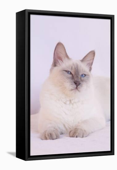 Siamese Cat-Lynn M^ Stone-Framed Stretched Canvas