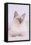 Siamese Cat-Lynn M^ Stone-Framed Stretched Canvas