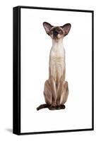 Siamese Cat-Fabio Petroni-Framed Stretched Canvas