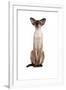 Siamese Cat-Fabio Petroni-Framed Photographic Print