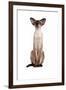 Siamese Cat-Fabio Petroni-Framed Photographic Print