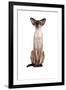 Siamese Cat-Fabio Petroni-Framed Photographic Print