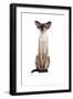 Siamese Cat-Fabio Petroni-Framed Photographic Print