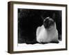 Siamese Cat-null-Framed Photographic Print