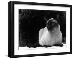 Siamese Cat-null-Framed Photographic Print