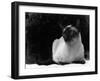 Siamese Cat-null-Framed Photographic Print