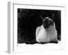 Siamese Cat-null-Framed Photographic Print