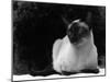 Siamese Cat-null-Mounted Photographic Print