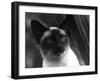 Siamese Cat-null-Framed Photographic Print