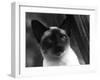 Siamese Cat-null-Framed Photographic Print