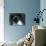 Siamese Cat-null-Photographic Print displayed on a wall