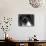 Siamese Cat-null-Photographic Print displayed on a wall