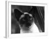 Siamese Cat-null-Framed Photographic Print