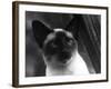 Siamese Cat-null-Framed Photographic Print