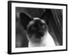 Siamese Cat-null-Framed Photographic Print