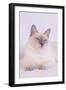 Siamese Cat-Lynn M^ Stone-Framed Photographic Print