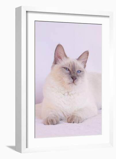 Siamese Cat-Lynn M^ Stone-Framed Photographic Print