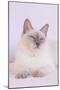 Siamese Cat-Lynn M^ Stone-Mounted Photographic Print