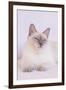 Siamese Cat-Lynn M^ Stone-Framed Photographic Print