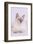 Siamese Cat-Lynn M^ Stone-Framed Photographic Print