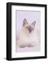 Siamese Cat-Lynn M^ Stone-Framed Photographic Print