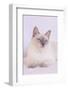 Siamese Cat-Lynn M^ Stone-Framed Photographic Print