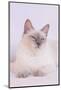 Siamese Cat-Lynn M^ Stone-Mounted Photographic Print