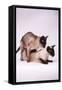 Siamese Cats Mating-null-Framed Stretched Canvas