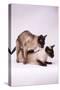 Siamese Cats Mating-null-Stretched Canvas
