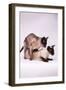 Siamese Cats Mating-null-Framed Photographic Print