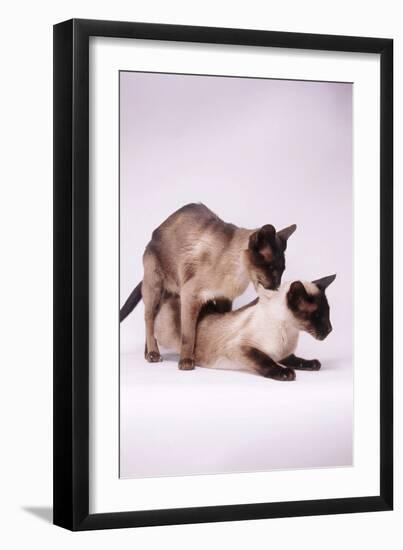 Siamese Cats Mating-null-Framed Photographic Print