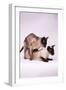 Siamese Cats Mating-null-Framed Photographic Print