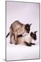 Siamese Cats Mating-null-Mounted Photographic Print